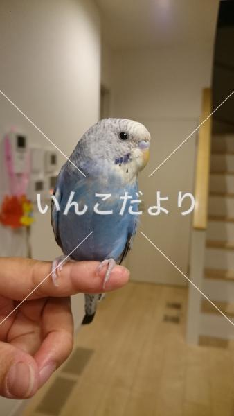 コメントの画像