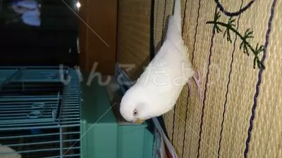 コメントの画像