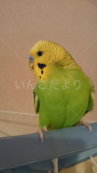 コメントの画像