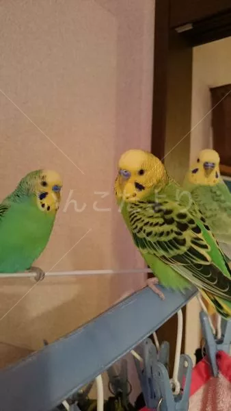 コメントの画像