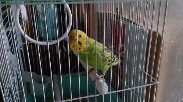 コメントの画像