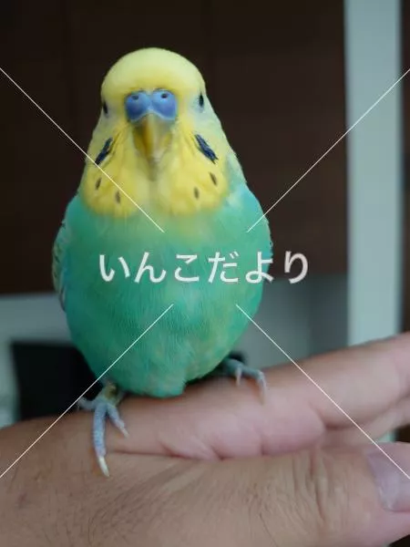 コメントの画像