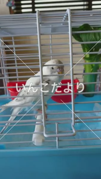 コメントの画像