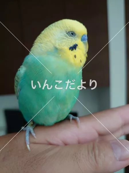 コメントの画像