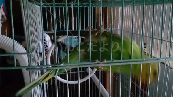 コメントの画像