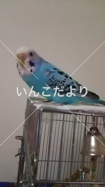 コメントの画像