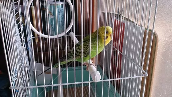 コメントの画像