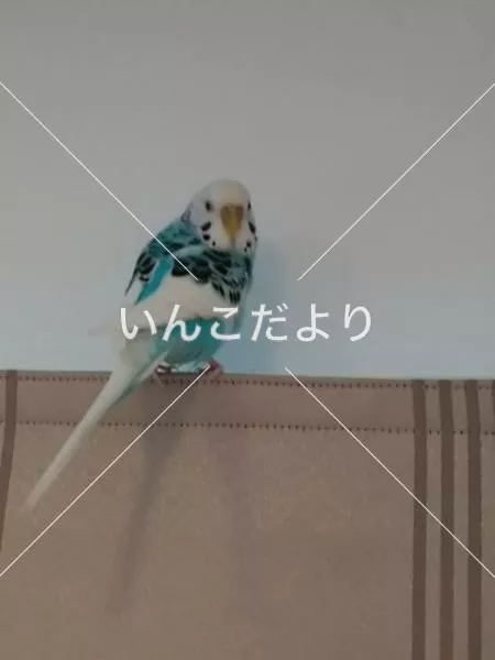 コメントの画像