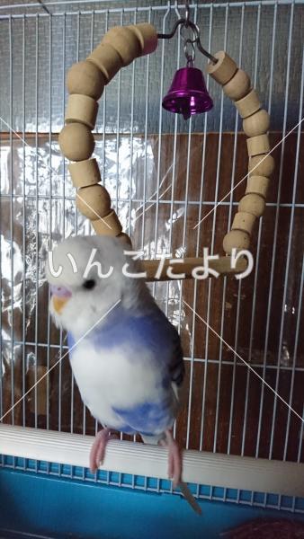 コメントの画像