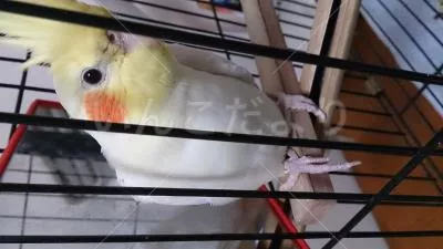 コメントの画像