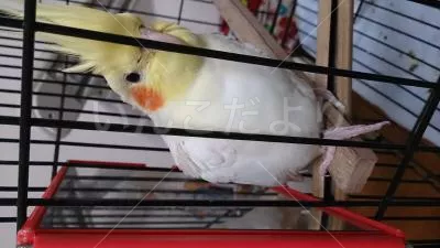 コメントの画像