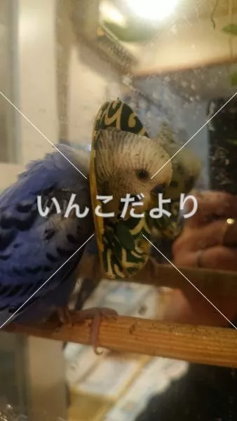 コメントの画像