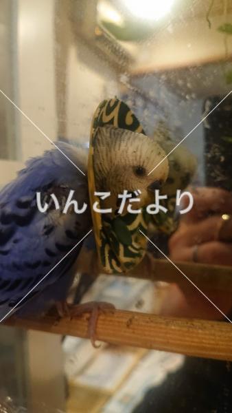 コメントの画像