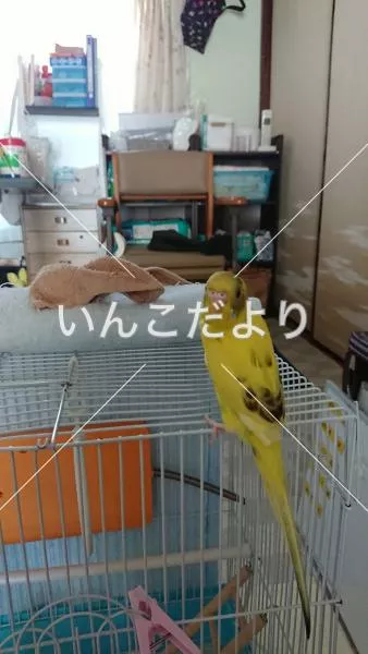 コメントの画像