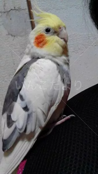 コメントの画像