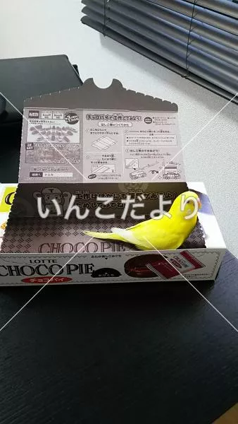 コメントの画像