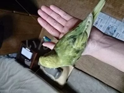 コメントの画像