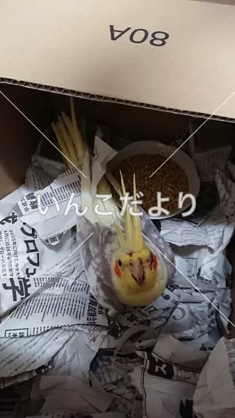 コメントの画像