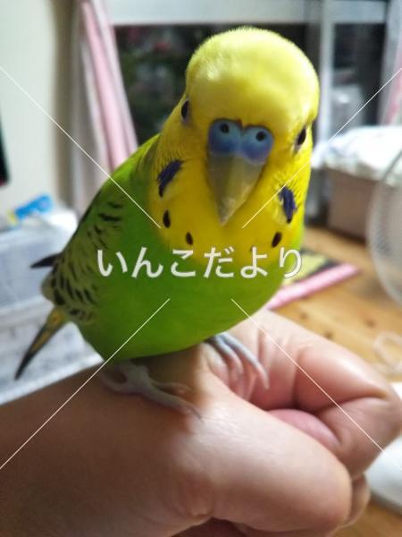コメントの画像