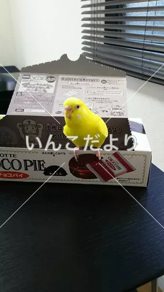 コメントの画像