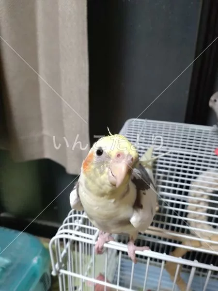 コメントの画像