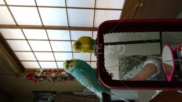 コメントの画像