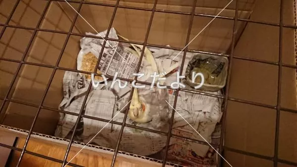 コメントの画像