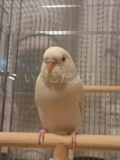 コメントの画像