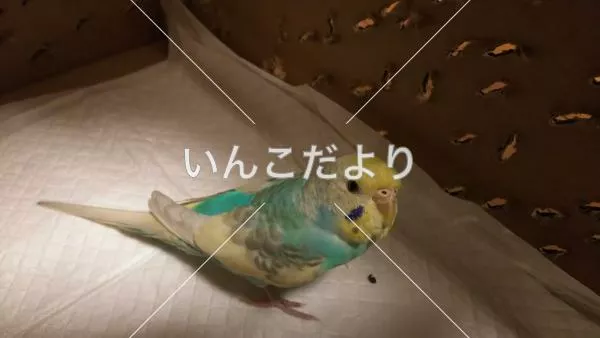 コメントの画像