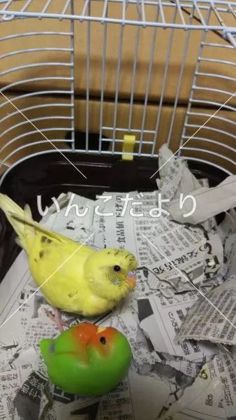 コメントの画像