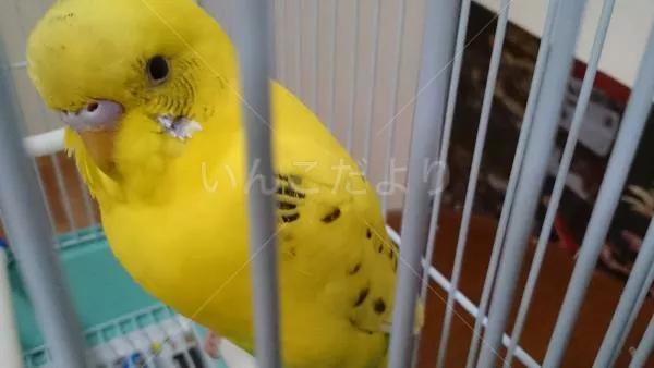 コメントの画像