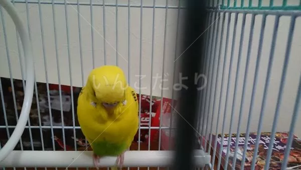 コメントの画像