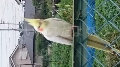 コメントの画像