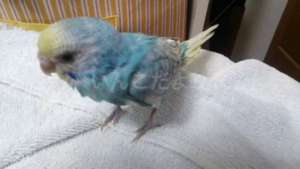 コメントの画像