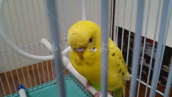 コメントの画像