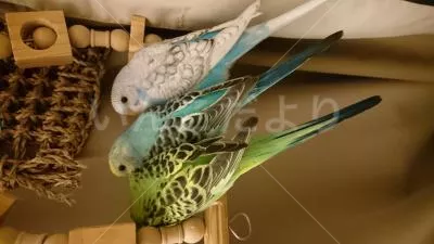 コメントの画像