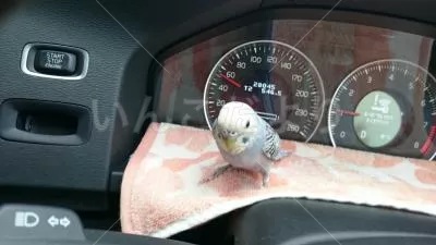 コメントの画像