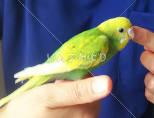 コメントの画像