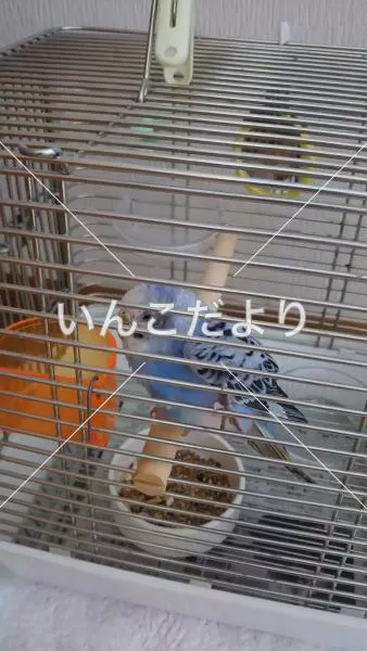 コメントの画像