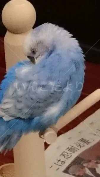 コメントの画像