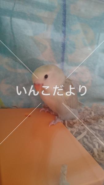 コメントの画像