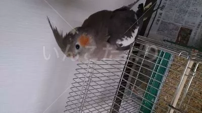 コメントの画像