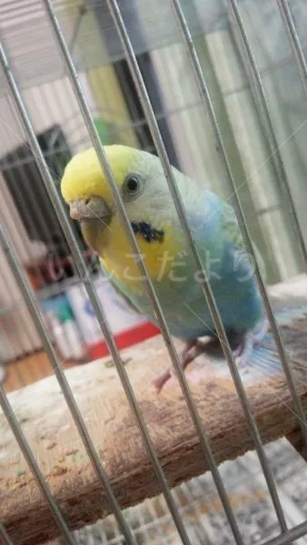 コメントの画像