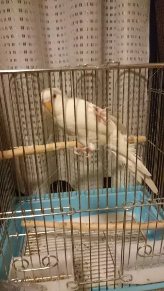 コメントの画像