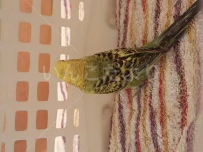 コメントの画像