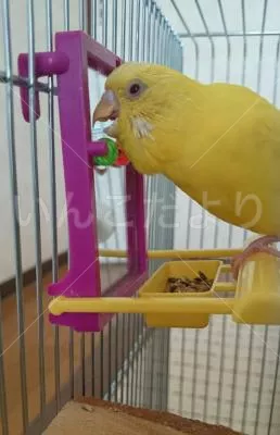 コメントの画像