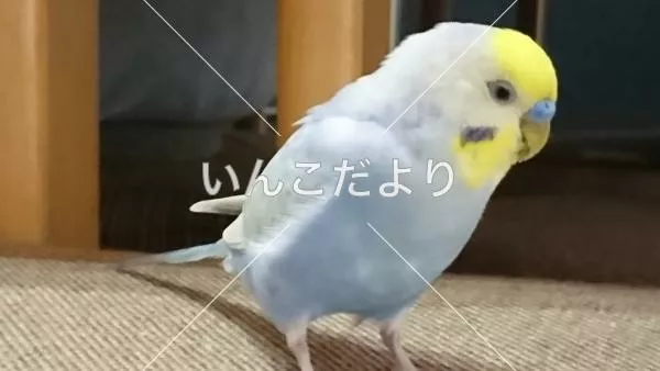 コメントの画像