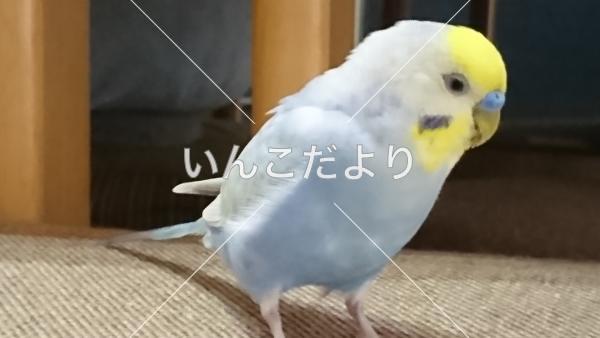 コメントの画像