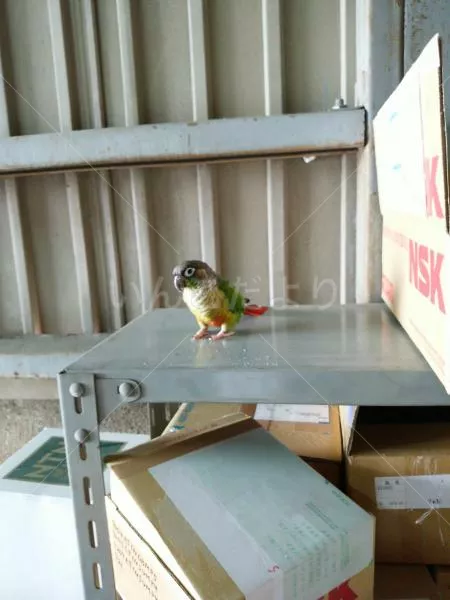 コメントの画像