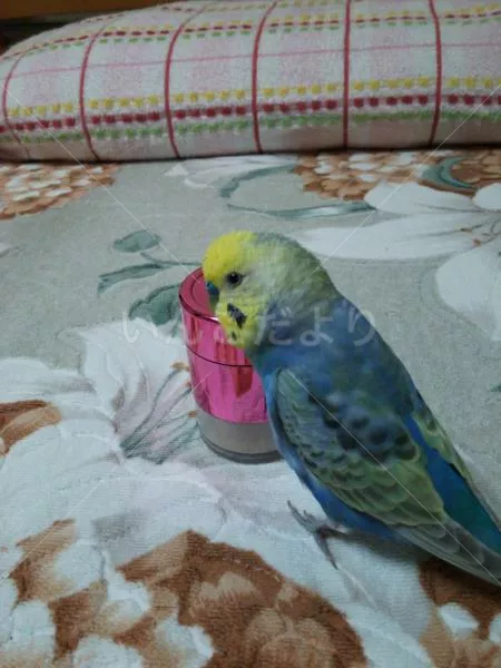 コメントの画像